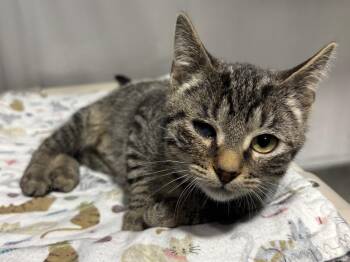 Tabby Cats Available for Adoption - Pepsi | PetCurious