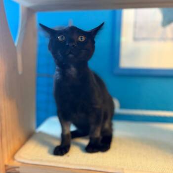 Felix -  Domestic Short Hair Cat for Adoption in Los Angeles, California - Felix | PetCurious