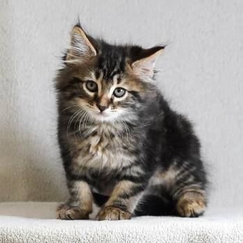 Milk Tea (Green Collar) -  Domestic Medium Hair Cat for Adoption in Sunnyvale, California - Milk Tea (Green Collar) | PetCurious
