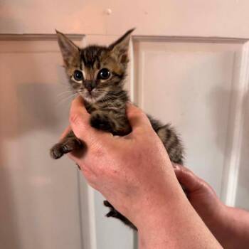 Jon -  Domestic Short Hair Cat for Adoption in Lufkin, Texas - Jon | PetCurious