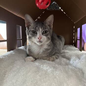 Travis -  Domestic Short Hair Cat for Adoption in Manchester, Maryland - Travis | PetCurious
