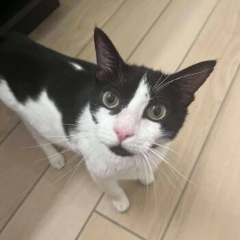 Rescue Domestic Short Hair Cats for Adoption in Palmetto Bay, Florida - Mila | PetCurious