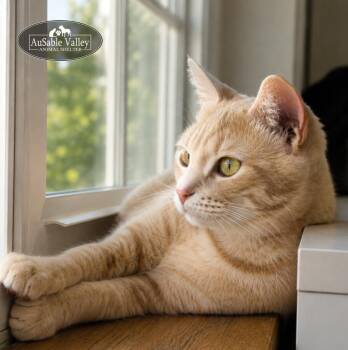 Binky -  Domestic Short Hair Cat for Adoption in Grayling, Michigan - Binky | PetCurious