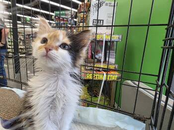 Domestic Medium Hair Cats Available for Adoption in Maitland, Florida - Lizzy | PetCurious