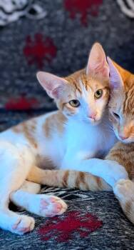 Myra -  Domestic Short Hair Cat for Adoption in Burnaby, British Columbia - Myra | PetCurious