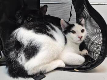 Cappuccino -  Domestic Short Hair Cat for Adoption in New York, New York - Cappuccino | PetCurious