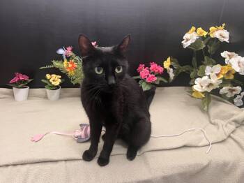 Domestic Short Hair Cats Available for Adoption in Fayetteville, Georgia - Georgia | PetCurious