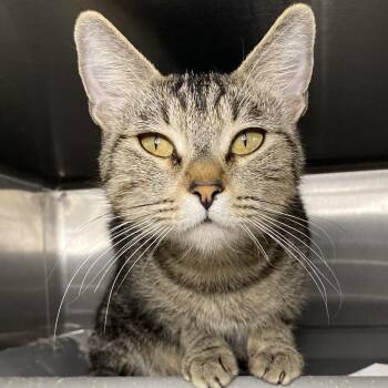 Domestic Short Hair Cats Available for Adoption - Power | PetCurious