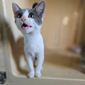 Paddles -  Domestic Short Hair Cat for Adoption in Lexington, Kentucky - Paddles | PetCurious