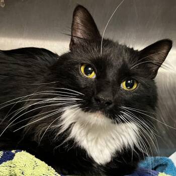 Sylvester -  Domestic Long Hair Cat Available for Adoption in Palm Springs, California - Sylvester | PetCurious