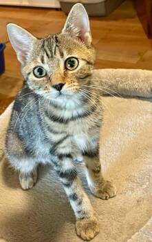Rescue Domestic Short Hair Cats for Adoption in Lacon, Illinois - Winter (foster-raised With Dogs) | PetCurious