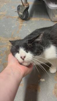 Domestic Short Hair Cats Available for Adoption in New York, New York - PUZZLE - Special Chunky Boy!! | PetCurious