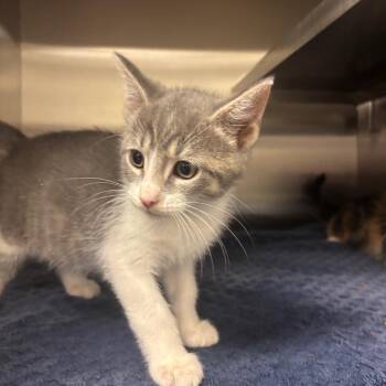 Bram -  Domestic Short Hair Cat for Adoption in Bristol, Indiana - Bram | PetCurious