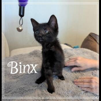 Binx -  Domestic Short Hair Cat for Adoption in Monroe, Michigan - Binx | PetCurious