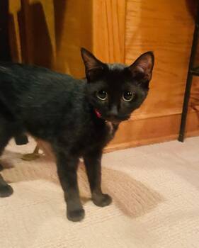 Cheerio -  Domestic Short Hair Cat for Adoption in Lambertville, New Jersey - Cheerio | PetCurious