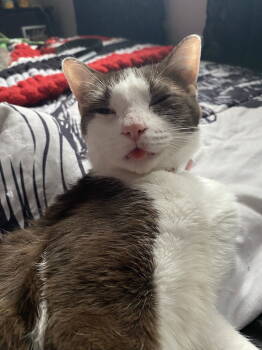 Rescue Domestic Short Hair Cats for Adoption in Rockville, Maryland - Coco | PetCurious