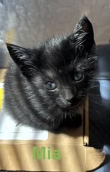 Mia -  American Shorthair and Domestic Short Hair Cat for Adoption in Richardson, Texas - Mia | PetCurious