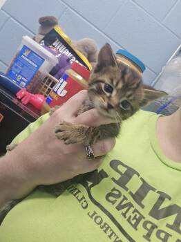 Wren -  Domestic Short Hair Cat for Adoption in Evansville, Indiana - Wren | PetCurious