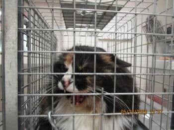 Domestic Long Hair Cats Available for Adoption in Marietta, Georgia - Ity Bity(659) | PetCurious