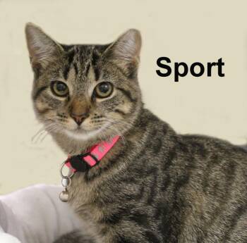 Sport Shes. (sweet sister to Berry, Jerry, Tommi, & Wynne) -  Domestic Short Hair and Tabby Cat for Adoption in Stowe, Pennsylvania - Sport Shes. (sweet Sister To Berry, Jerry, Tommi, & Wynne) | PetCurious
