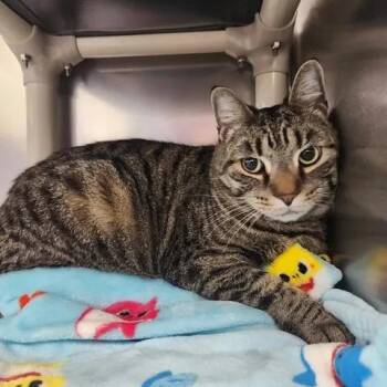 Benji -  Domestic Short Hair Cat for Adoption in Winthrop, Maine - Benji | PetCurious