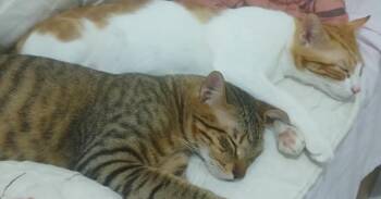 Azizi -  Egyptian Mau and Bengal Cat for Adoption in Wolcott, Connecticut - Azizi | PetCurious