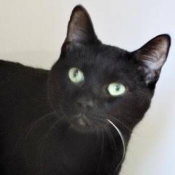 Rescue Domestic Short Hair Cats for Adoption in Green Valley, Arizona - Oscar--Handsome Gent Comes With Vet Care Support For Life | PetCurious