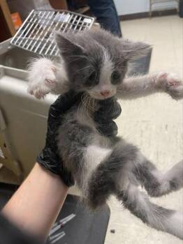 A378535 -  Domestic Long Hair Cat for Adoption in Stockton, California - A378535 | PetCurious