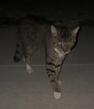 Timmy -  Domestic Short Hair Cat for Adoption in South Bend, Indiana - Timmy | PetCurious