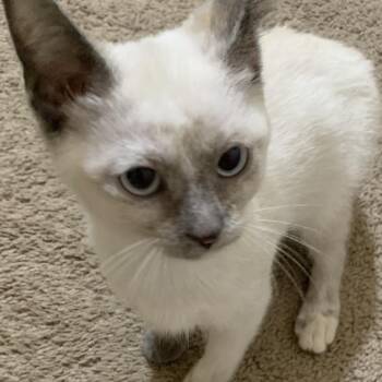 Suki -  Domestic Short Hair Cat for Adoption - Suki | PetCurious