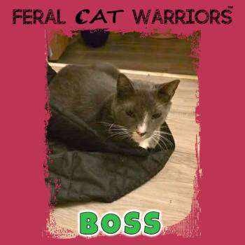 Rescue Domestic Short Hair Cats for Adoption in Kingman, Arizona - Boss | PetCurious