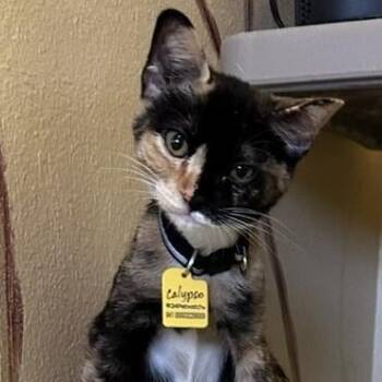 Calypso - Gorgeous Calico Kitten -  Calico Cat for Adoption in Hoquiam, Washington - Calypso - Gorgeous Calico Kitten | PetCurious
