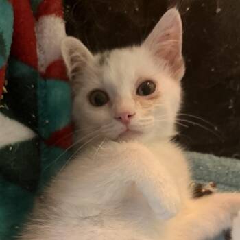 Seaglass *Adoption Pending* (in Chestertown, MD) -  Domestic Long Hair Cat for Adoption - Seaglass *Adoption Pending* (in Chestertown, MD) | PetCurious