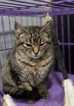 Rescue Domestic Short Hair Cats for Adoption in Zimmerman, Minnesota - Aleister | PetCurious