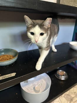 Rescue Domestic Short Hair Cats for Adoption in Cincinnati, Ohio - Lucia | PetCurious