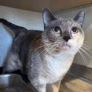 Domestic Short Hair Cats Available for Adoption in Saint Charles, Missouri - Ting | PetCurious