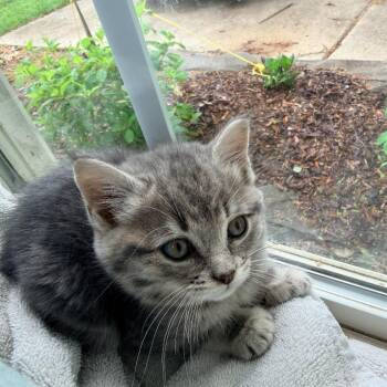 Reaper -  Domestic Short Hair Cat Available for Adoption in Mebane, North Carolina - Reaper | PetCurious