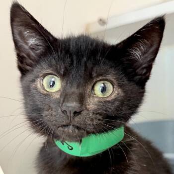 Palisades (bonded w/ Sentinel) -  Domestic Short Hair Cat for Adoption in Oakland, California - Palisades (bonded W/ Sentinel) | PetCurious