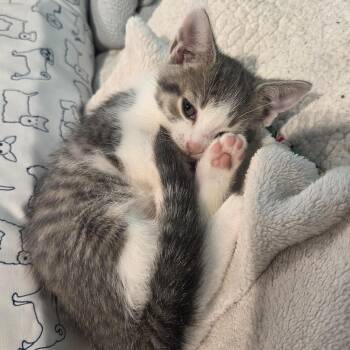 Chip -  Tabby and Domestic Short Hair Cat for Adoption in UNIVERSITY PA, Maryland - Chip | PetCurious