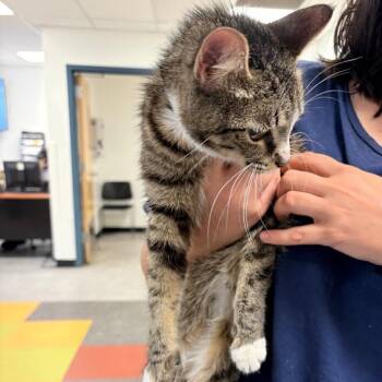 Shoko -  Domestic Short Hair Cat for Adoption in Philadelphia, Pennsylvania - Shoko | PetCurious