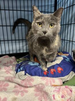 Rescue Domestic Short Hair Cats for Adoption in West Mifflin, Pennsylvania - Panera | PetCurious