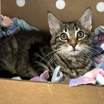 Nugget -  Domestic Medium Hair Cat for Adoption - Nugget | PetCurious