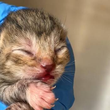 Domestic Short Hair Cats Available for Adoption in Birmingham, Alabama - Mod Podge | PetCurious