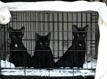 Rescue Domestic Short Hair Cats for Adoption in Memphis, Tennessee - Teenzy | PetCurious