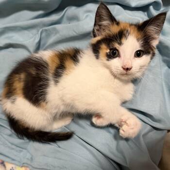 Fluffer Nutter -  Domestic Short Hair Cat for Adoption in Victor, New York - Fluffer Nutter | PetCurious