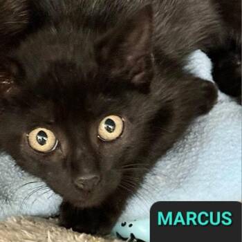 Rescue Domestic Short Hair Cats for Adoption in Wantagh, New York - Marcus | PetCurious