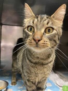 Domestic Short Hair Cats Available for Adoption - Arthur Dent | PetCurious