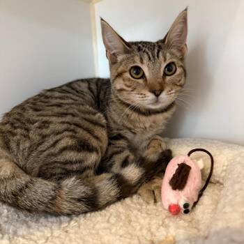 Crookshanks -  Domestic Short Hair Cat for Adoption in Los Angeles, California - Crookshanks | PetCurious