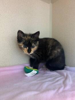 Dionne -  Domestic Short Hair Cat for Adoption in Morgantown, Kentucky - Dionne | PetCurious