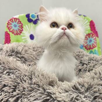 Persian Cats Available for Adoption in Quakertown, Pennsylvania - Lily | PetCurious